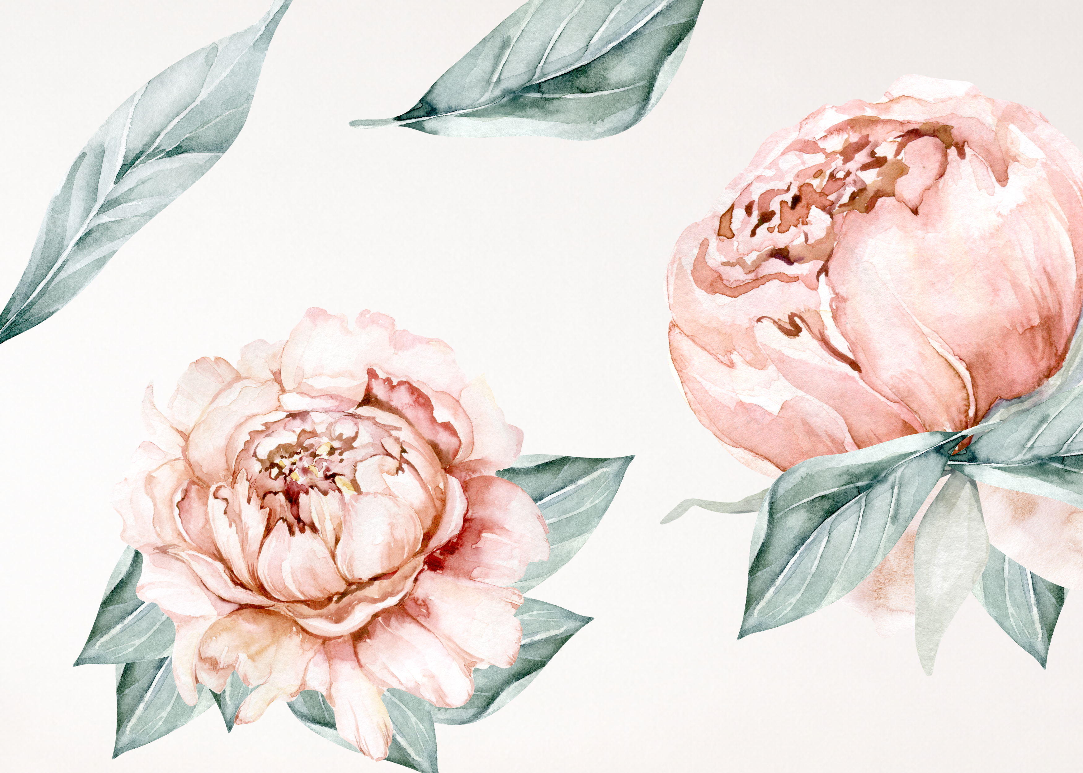 Blush Peony Wall Decal